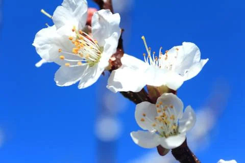 White apricot flowers on the background of blue sky Foto stock