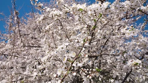 White apricot flowers bloom on a tree against the blue sky.  Vídeo Stock 332818002