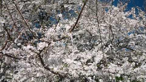 White apricot flowers bloom on a tree against the blue sky.  Stock-Footage 332818087