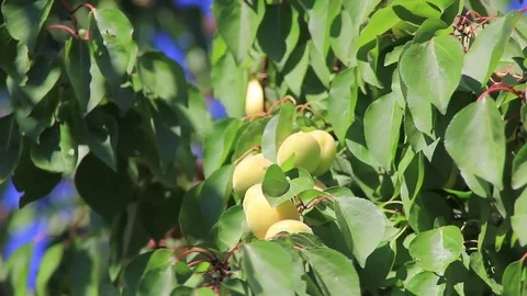 White apricots on twig Stock Footage 83774516