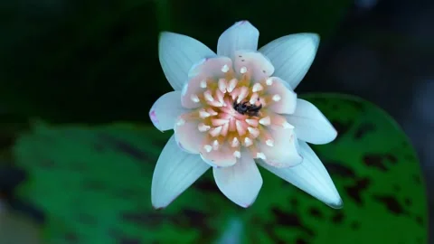 White aquatic flower with black bee collecting pollen Stock Footage 343497798