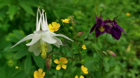 White Aquilegia flower Stock Footage 257962089