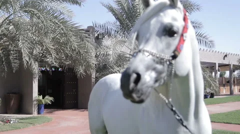 White Arab horse stays on a green meadow Stock Footage 64114853