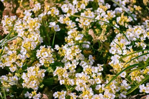 White arabis alpina caucasica flowers blooming in the garden Stock Photos