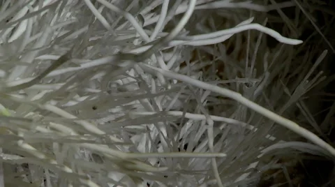 WHITE ARAGONITE STALACTITE  Stock Footage 64381134