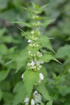 White archangel Stock Photos