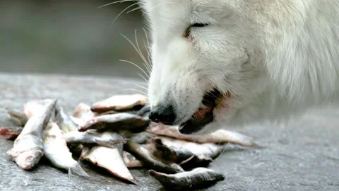 White arctic fox eating fish from a rock | Stock Video | Pond5