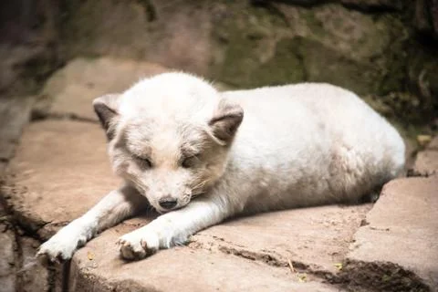 White Arctic fox lying on rocks Stock Photos