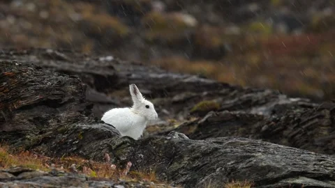 White Arctic Hare grooming and cleaning in Greenland with heavy rain falling Stock Footage 297531046