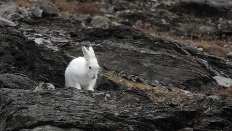 White Arctic Hare grooming and cleaning in Greenland with heavy rain falling Stock Footage 297531056