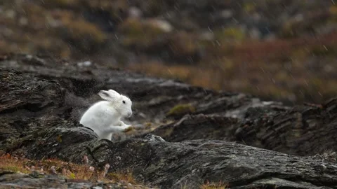 White Arctic Hare grooming and cleaning in Greenland with heavy rain falling Stock Footage 297531059