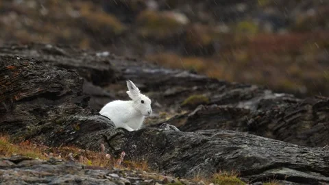 White Arctic Hare grooming and cleaning in Greenland with heavy rain falling Stock Footage 297531074