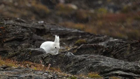 White Arctic Hare grooming and cleaning in Greenland with heavy rain falling Vidéo 297531085