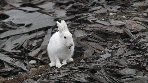 White Arctic Hare grooming and cleaning in Greenland with heavy rain falling Vidéo 297531107