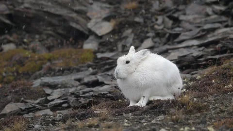 White Arctic Hare grooming and cleaning in Greenland with heavy rain falling Vídeo Stock 297531124