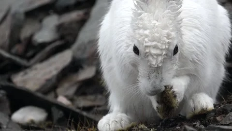 White Arctic Hare grooming and cleaning in Greenland with heavy rain falling Vidéo 297531176