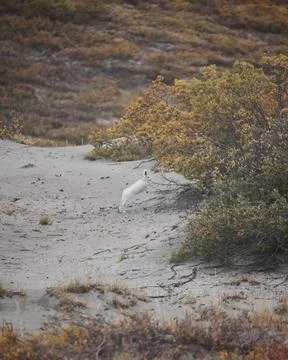 White Arctic Hare Leaping Toward Shrubs Across Tundra Stock Photos