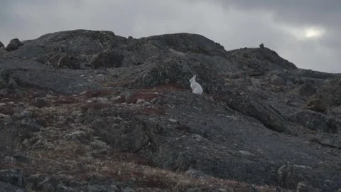 White Arctic Hare Perched High Alert on Tundra Slope Telephoto Shot Stock Footage 346604214