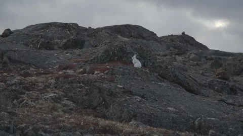 White Arctic Hare Sitting Up On Tundra Bedrock in Mild Alert Position Stock Footage 346602156