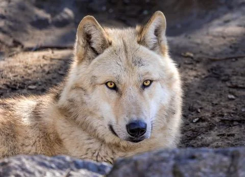 White Arctic Wolf Foto stock
