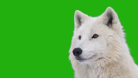 White arctic wolf portrait close-up looking aside isolated on green backgroun Stock Footage 342281650