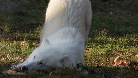 White Arctic Wolf Rubbing Its Face and Rolling on Grass Stock Footage 329441392