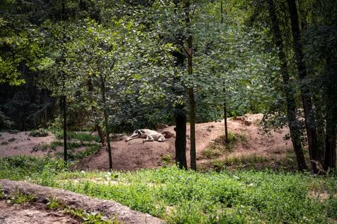 White arctic wolf sleeping in a forest, Zoo Brno Stock Photos