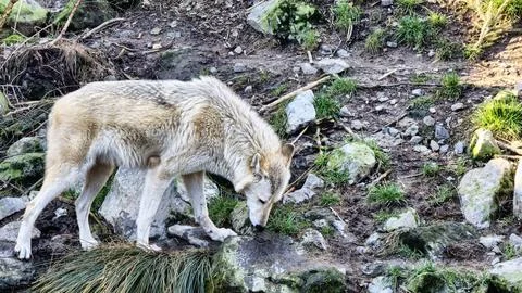 White arctic wolf by the stream in the forest sniffing the grass and stones Stock Photos