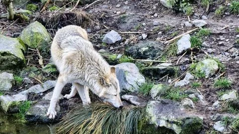 White arctic wolf by the stream in the forest sniffing the grass and stones Stock Photos