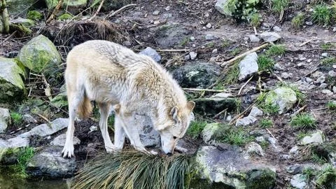 White arctic wolf by the stream in the forest sniffing the grass and stones Stock Photos