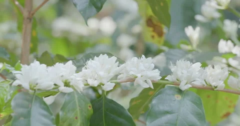 White Aromatic Blossoms Blooming On Lush Green Shrub Branches Close Up Shot Video stock 332490940