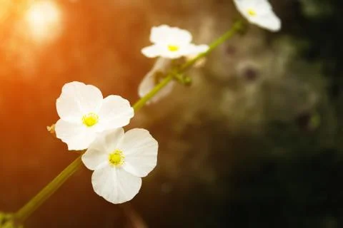White Arrow Head Amazon Flower on vintage background Stock Photos