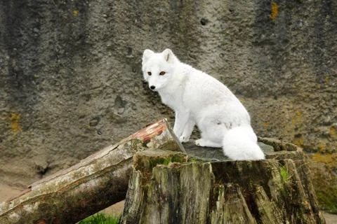 White artic fox Foto stock