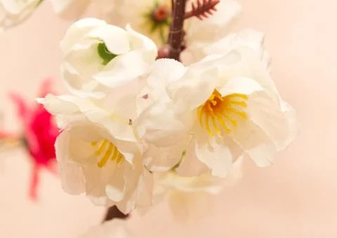 White artificial flowers Stock Photos