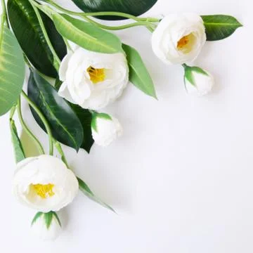 White artificial flowers on a white background. Stock Photos