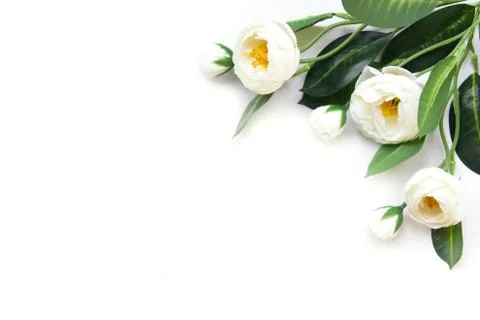 White artificial flowers on a white background. Stock Photos