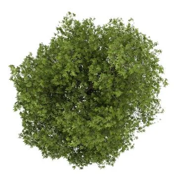 3D Model: White Ash 1 (Fraxinus americana) #96469461 | Pond5