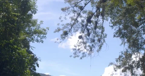 White ash branches of a tree with blue sky background 스톡 동영상 242167332