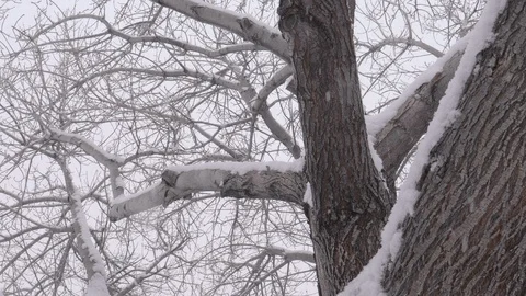 White Ash During the Winter Stock Footage 106529980