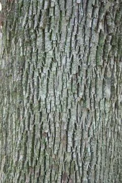 White Ash Tree Bark Stock Photos