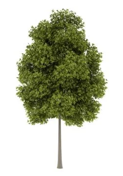 White ash tree isolated on white background Stock Illustration