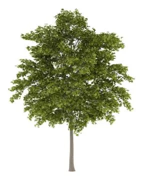 White ash tree isolated on white background Stock Illustration
