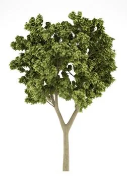 White ash tree isolated on white background. 3d illustration Illustrazione stock