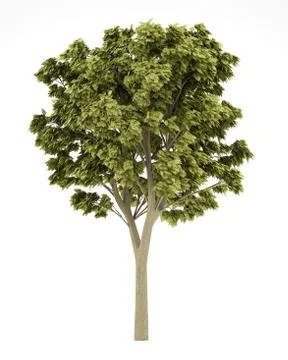 White ash tree isolated on white background. 3d illustration Stock Illustration