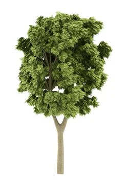 White ash tree isolated on white background. 3d illustration Stock Illustration