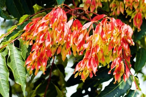 White ash tree Stock Photos