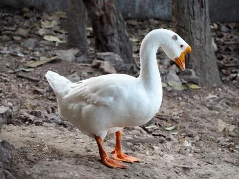 A White Asian Goose Stock Photos