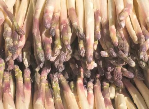 White Asparagus Stock-Fotos