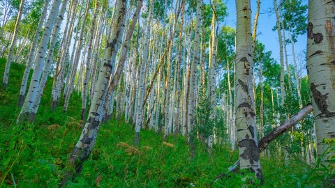 White Aspen Tree Shadow Lapse 4k Stock Footage 128057528
