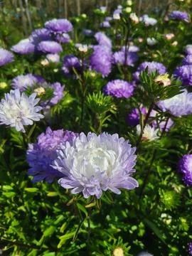 White aster blooming among dense bed of purple flowers Stock Photos